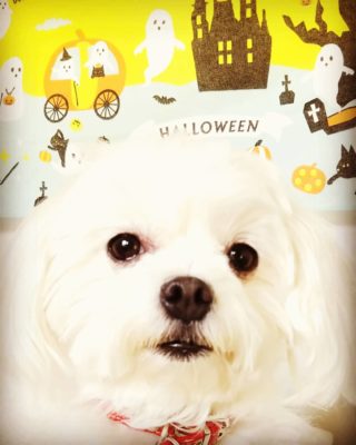 犬のおやつ ドッグフードを製造し販売するために必要な資格とは 届け出が必要 犬用ケーキレシピ月子カフェ