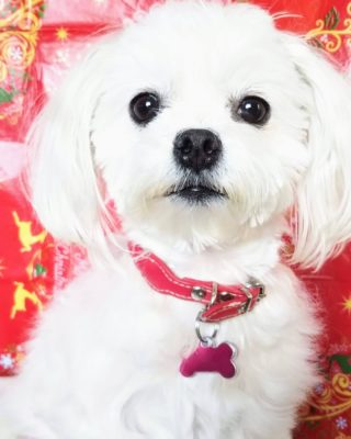 犬のおやつ ドッグフードを製造し販売するために必要な資格とは 届け出が必要 犬用ケーキレシピ月子カフェ